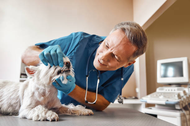 Best Emergency Dental Care for Abscessed Tooth in Scotts Valley, CA